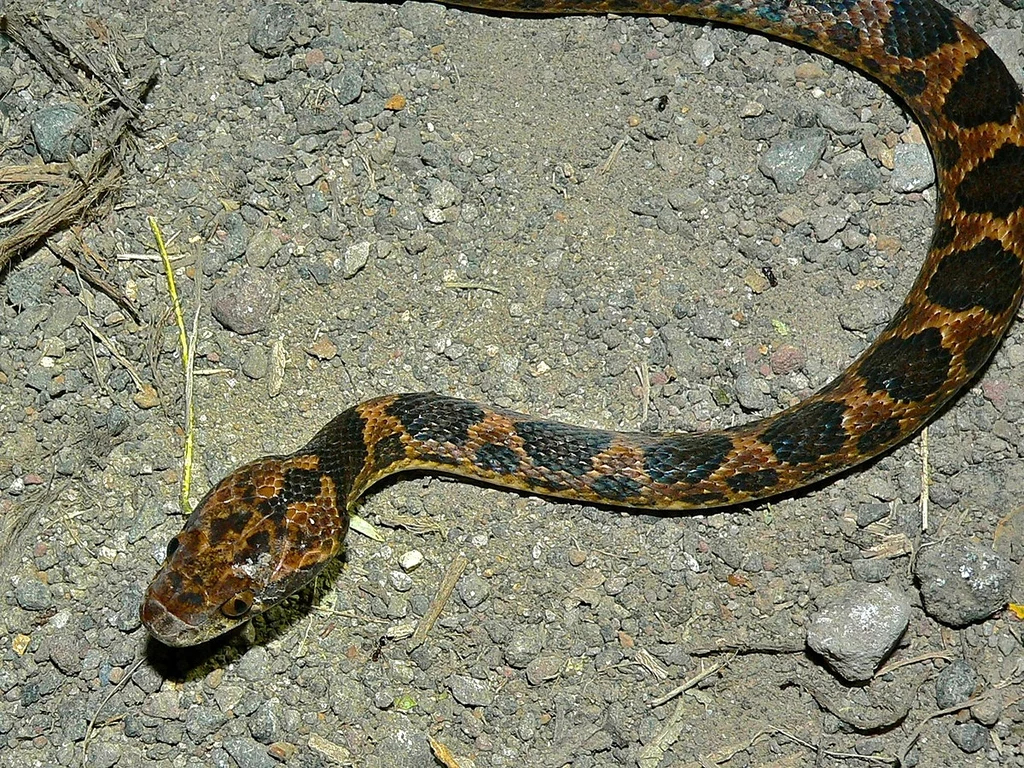 Wąż z gatunku Leptodeira septentrionalis