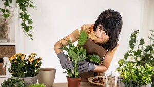 Domowa odżywka do skrzydłokwiatów. Pobudzisz roślinę do życia za mniej niż 2 zł 