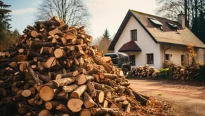 Ile kosztuje drewno opałowe? Tyle zapłacisz za metr sześcienny we wrześniu 