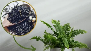 Liście paprotki żółkną? Koniecznie wrzuć to do doniczki