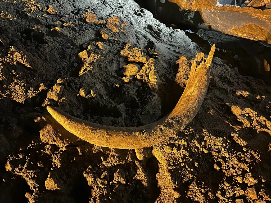 Górnicy z Dakoty Północnej znaleźli kieł mamuta 