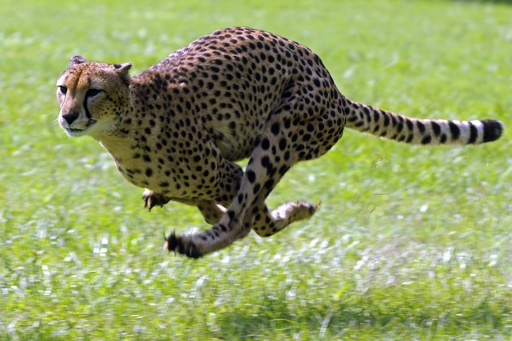 Gepard osiąga zawrotne prędkości