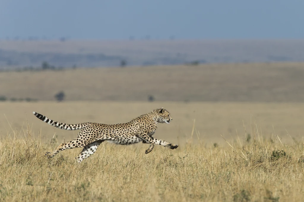 Nogi gepardów stanowiły wzór dla protez Oscara Pistoriusa