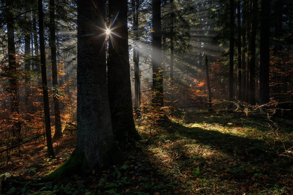 Turnicki Park Narodowy powstanie - mówi nowa minister klimatu