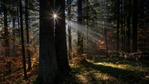 Wycinki w polskich lasach zatrzymane. Padła przełomowa decyzja