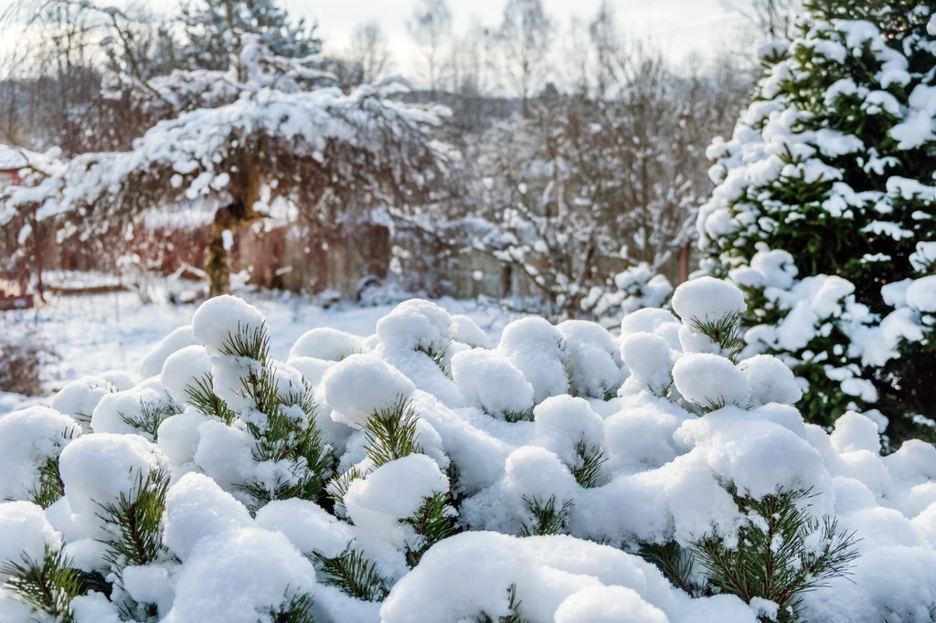 Śnieg w ogrodzie nie stanowi jedynie dekoracji
