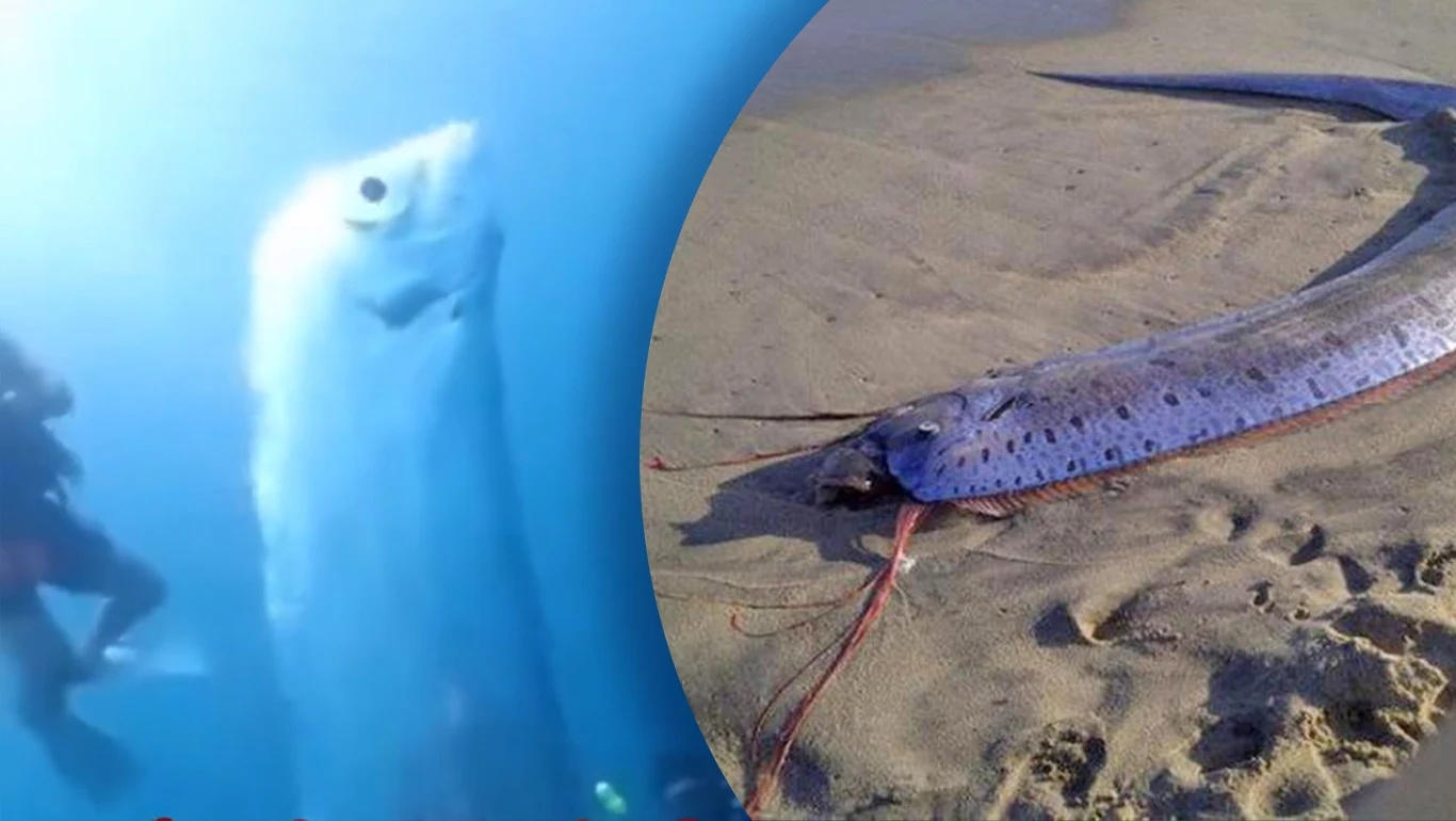 Wstęgor królewski u brzegów Tajlandii Wstęgor królewski u brzegów Tajlandii