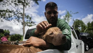 Indonezja. Zatrzymano "dostawę" 220 psów, które miały trafić do rzeźni
