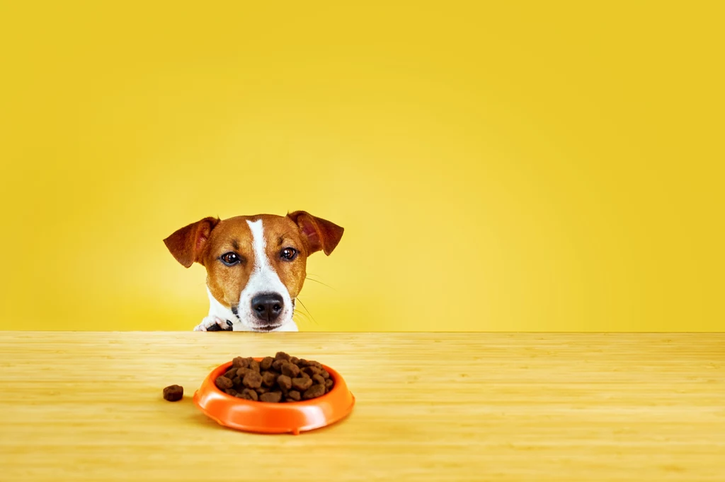 Czego nie może jeść pies? Nie wszystkie szkodliwe składniki diety są oczywiste.