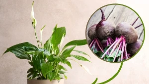 Podlej tym skrzydłokwiat, a bujnie zakwitnie. Wystarczy jedno warzywo