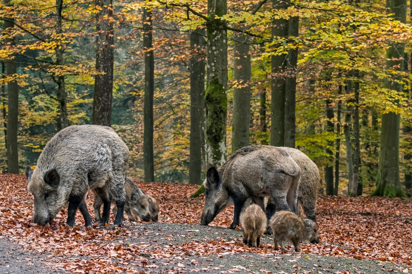 Żerujące dziki. Dokarmiając, zwiększamy ich liczebność