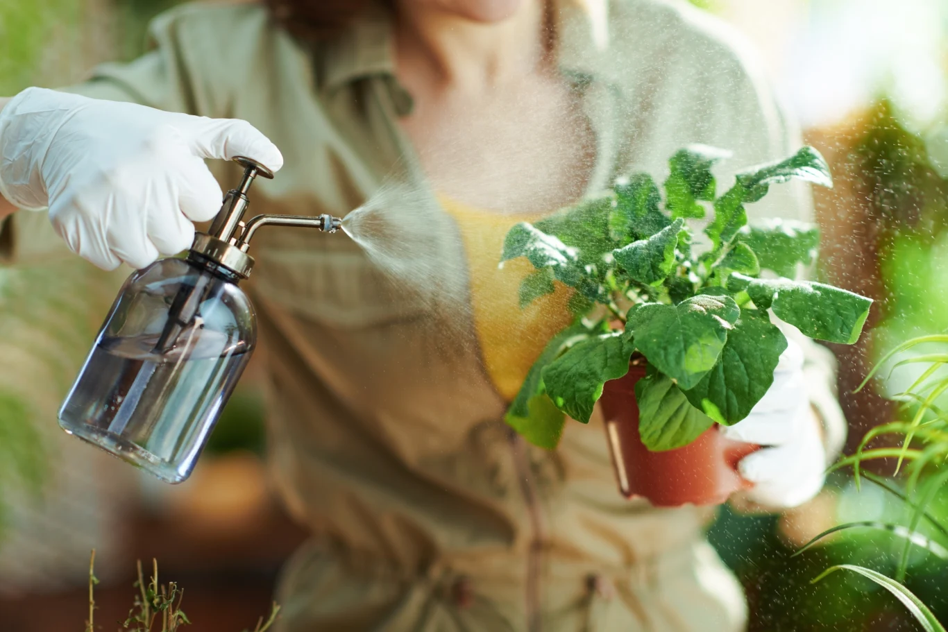 Niektóre rośliny źle znoszą podlewanie wprost do podłoża, dlatego należy je zraszać