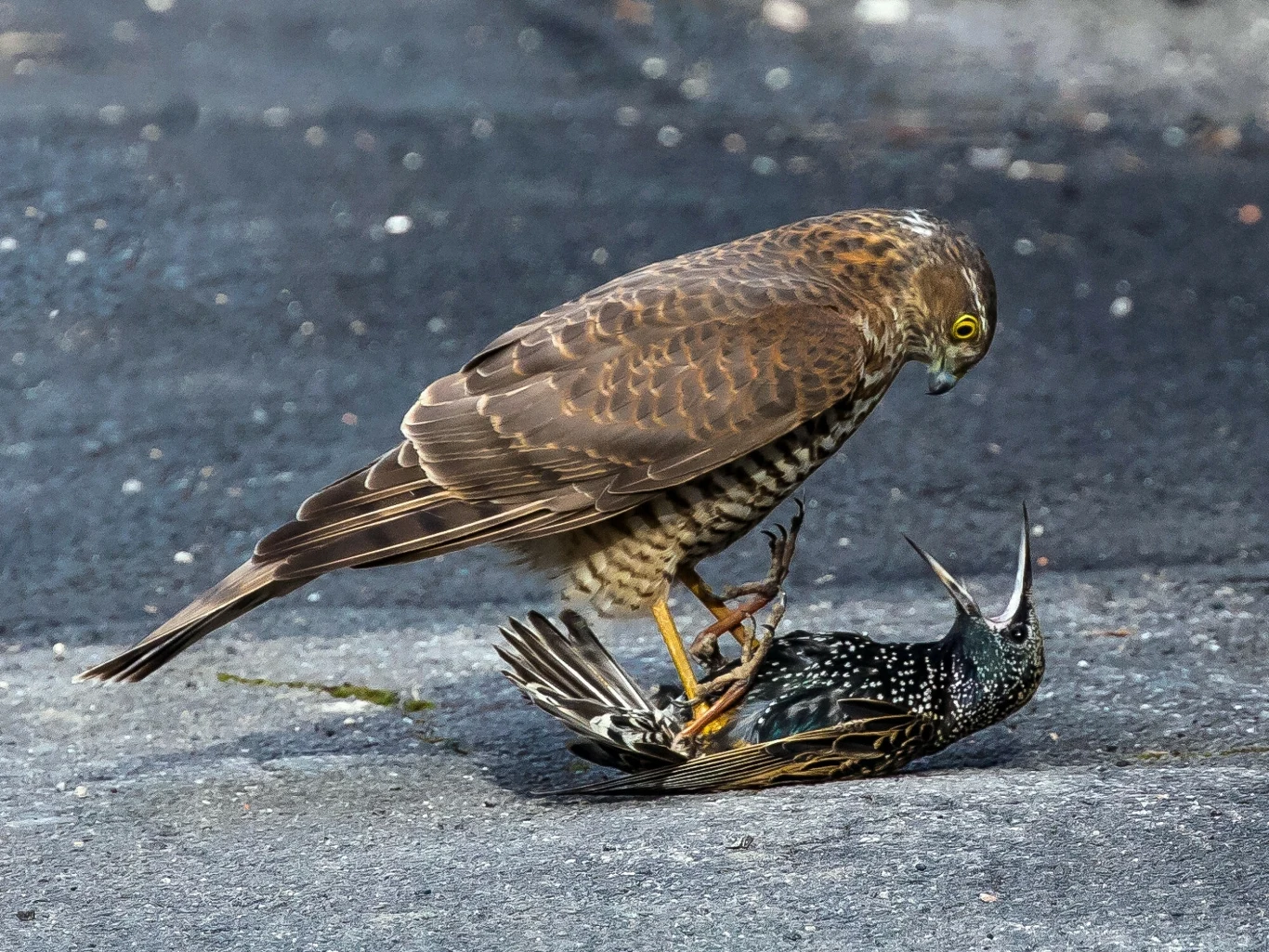 Krogulec upolował szpaka. To groźny drapieżnik polujący przy karmnikach