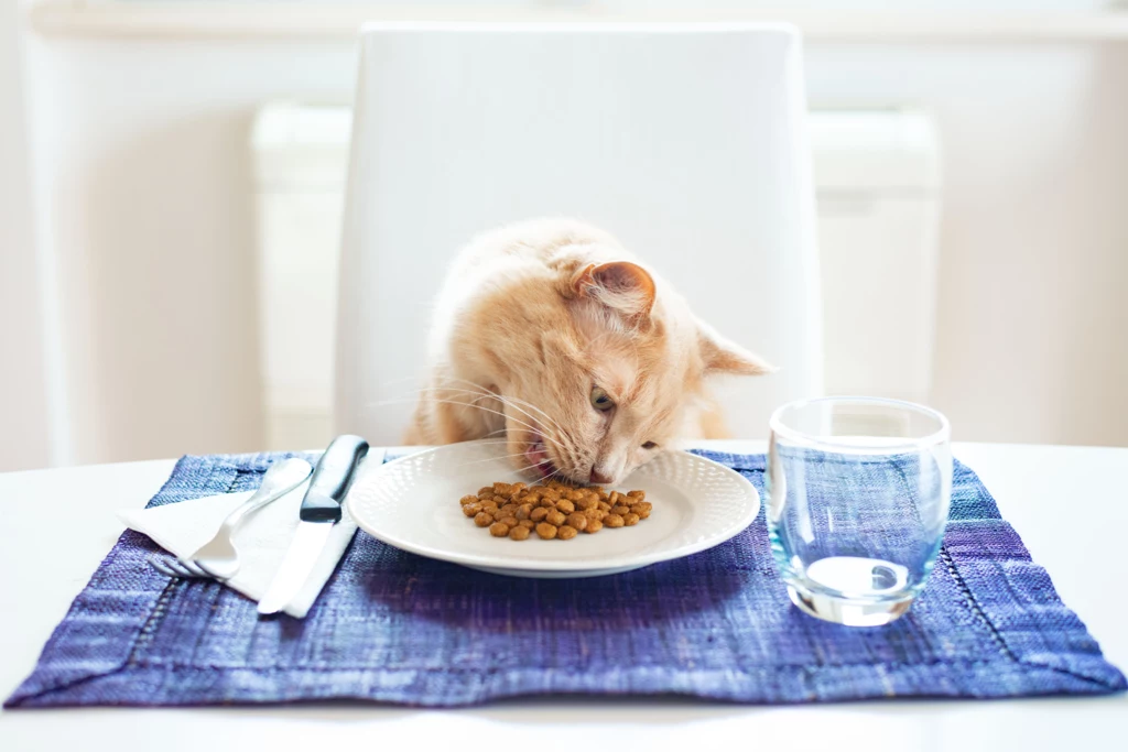 Czym można, a czym nie można karmić kotów? 