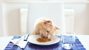 Co koty mogą jeść, a czego lepiej im nie dawać?