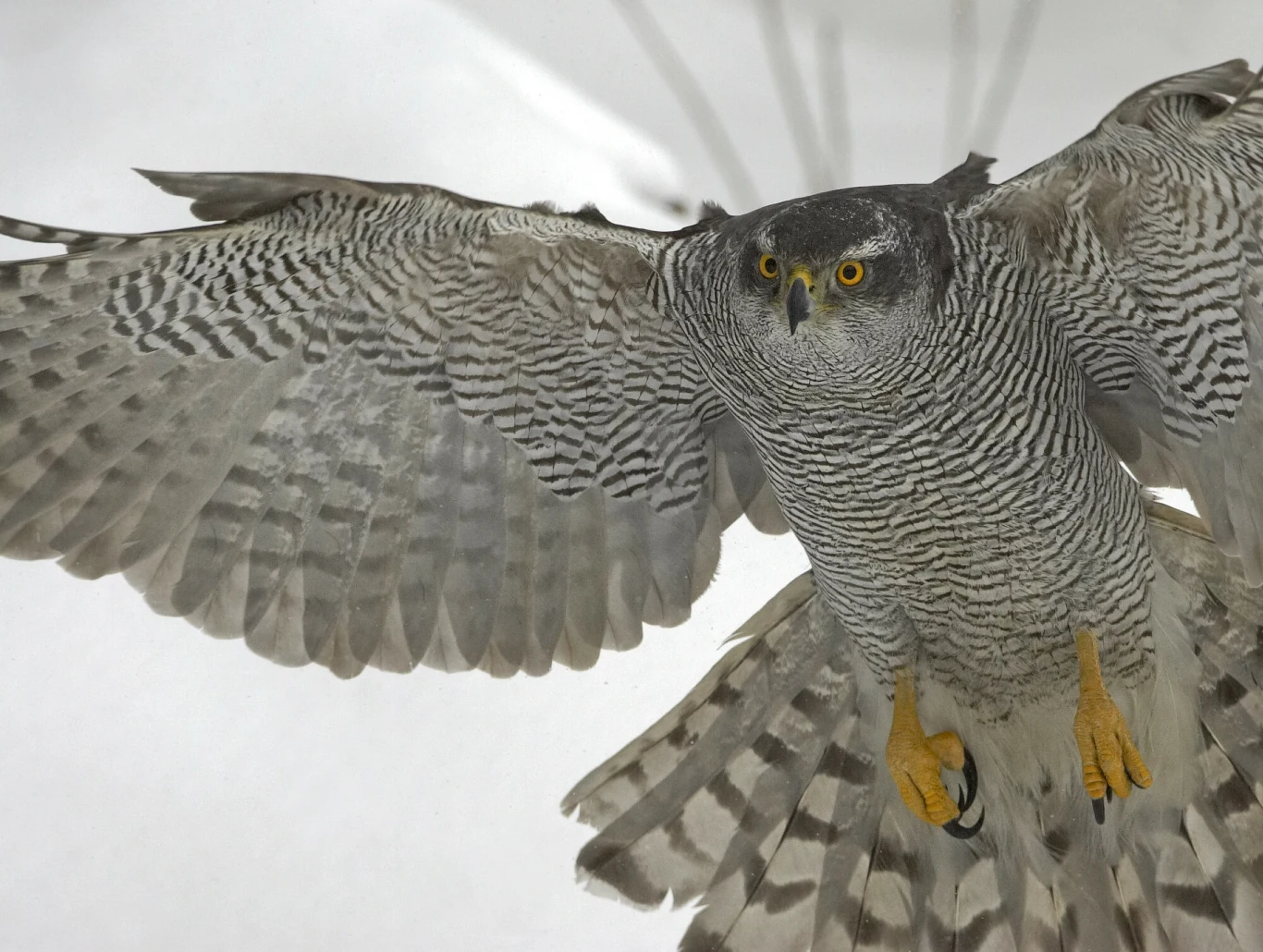 Atak krogulca jest nagły i zabójczy