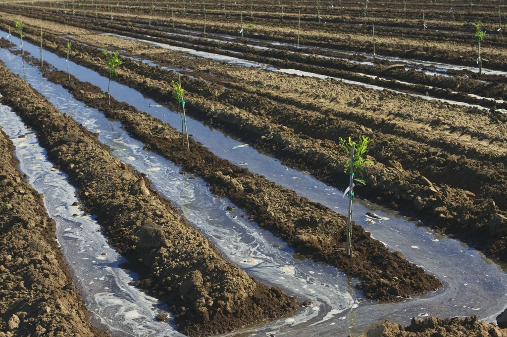 Sadzenie drzew "na pokaz" otrzymało nawet swoją nazwę: treewashing