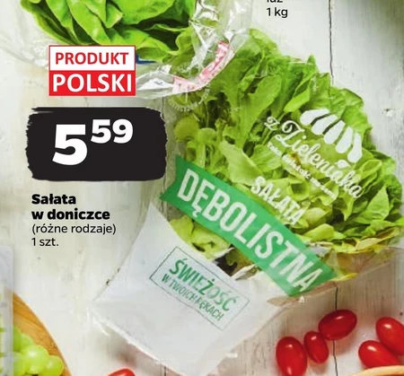 Sałata w doniczce