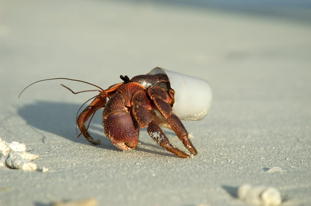 Powszechność zanieczyszczenia mórz plastikiem sprawiła, że skorupiaki zaczęły traktować tworzywa jak naturalne schronienie