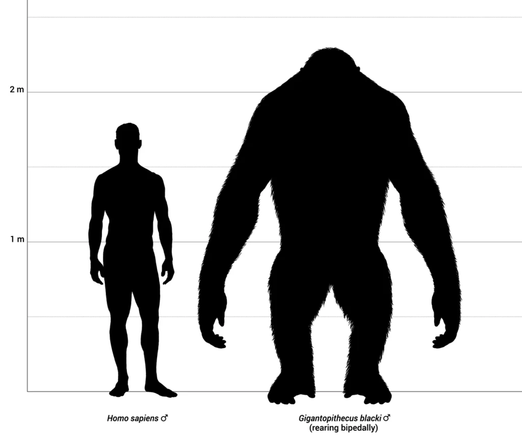 Porównanie wielkości człowieka i gigantopiteka