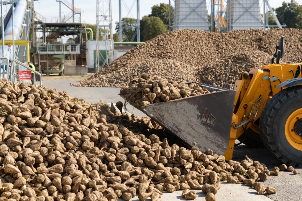 Polska jest jednym z głównych producentów cukru w UE
