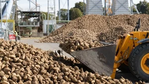 Polska jest jednym z głównych producentów cukru w UE