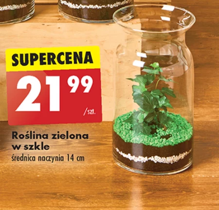 Roślina S!