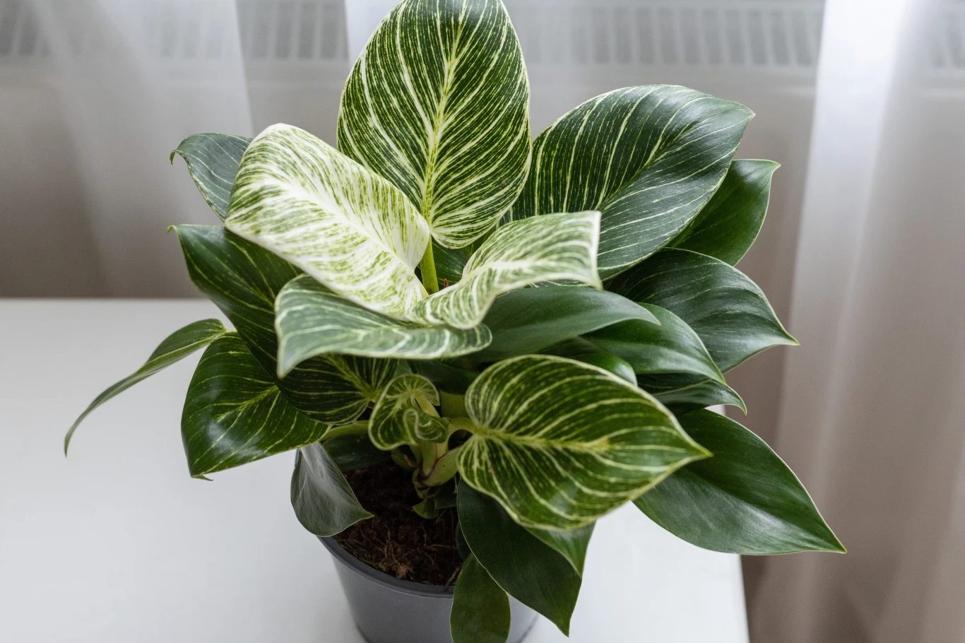 Postaw w mieszkaniu tę roślinę doniczkową, a przyciągniesz do życia szczęście i miłość Postaw w mieszkaniu tę roślinę doniczkową, a przyciągniesz do życia szczęście i miłość