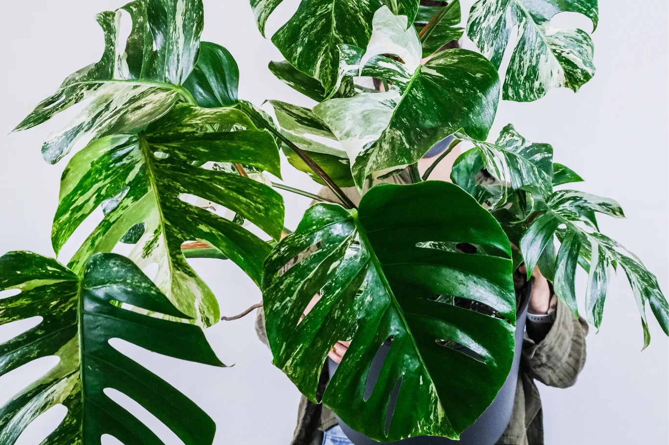 Ta odmiana monstery jest unikatem wśród kolekcjonerów roślin doniczkowych. 