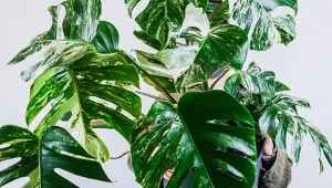 Ta dwukolorowa monstera to prawdziwy hit. Postaw ją w tym miejscu, a liście szybko zmienią barwę 