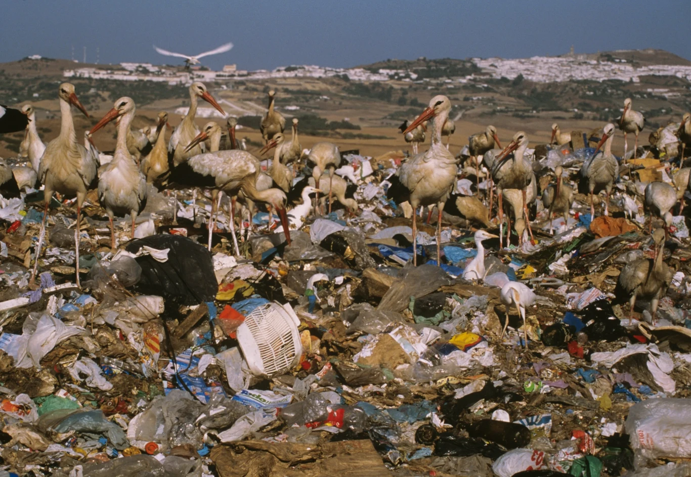Bociany białe coraz częściej goszczą na wysypiskach śmieci. Tutaj: w Hiszpanii