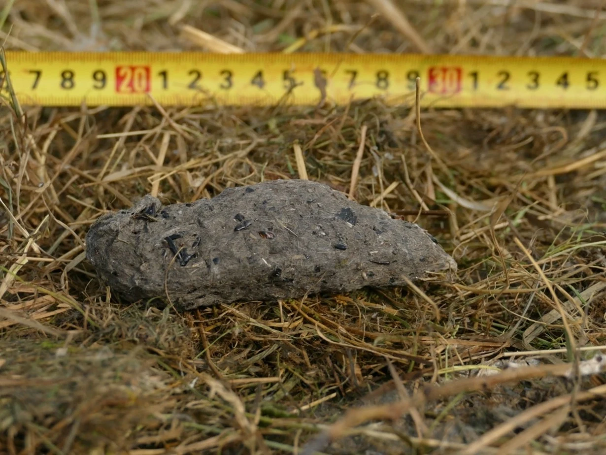 Wypluwka bociana białego to źródło informacji