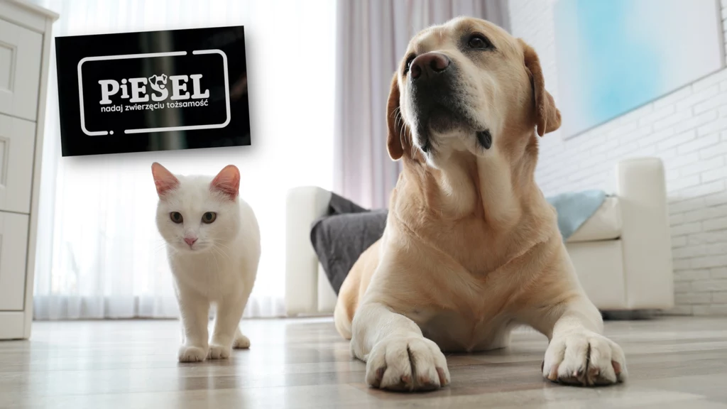 Inicjatywa PiESEL ma na celu wprowadzenie obowiązkowego czipowania psów i kotów. Dzięki temu będzie możliwe utworzenie rejestru zwierząt - podobnie jak w przypadku numerów PESEL