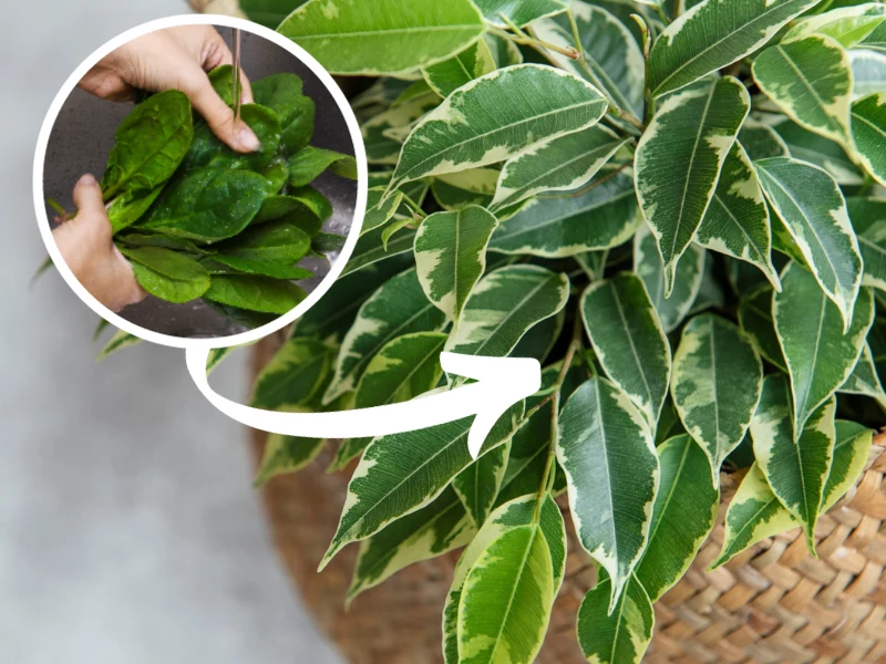 Podlewanie fikusa szpinakiem może sprawić, że twoja zmarniała roślina odżyje. A może nawet wystrzeli nowymi liśćmi Podlewanie fikusa szpinakiem może sprawić, że twoja zmarniała roślina odżyje. A może nawet wystrzeli nowymi liśćmi