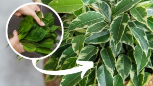 Po obiedzie wlej to do doniczki. Fikus osiągnie szczytową formę i wystrzeli liśćmi