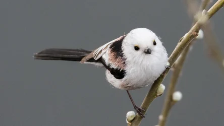 Raniuszek to uroczy ptak, który występuje w Polsce. Jak go dokarmiać, by przetrwał zimę?