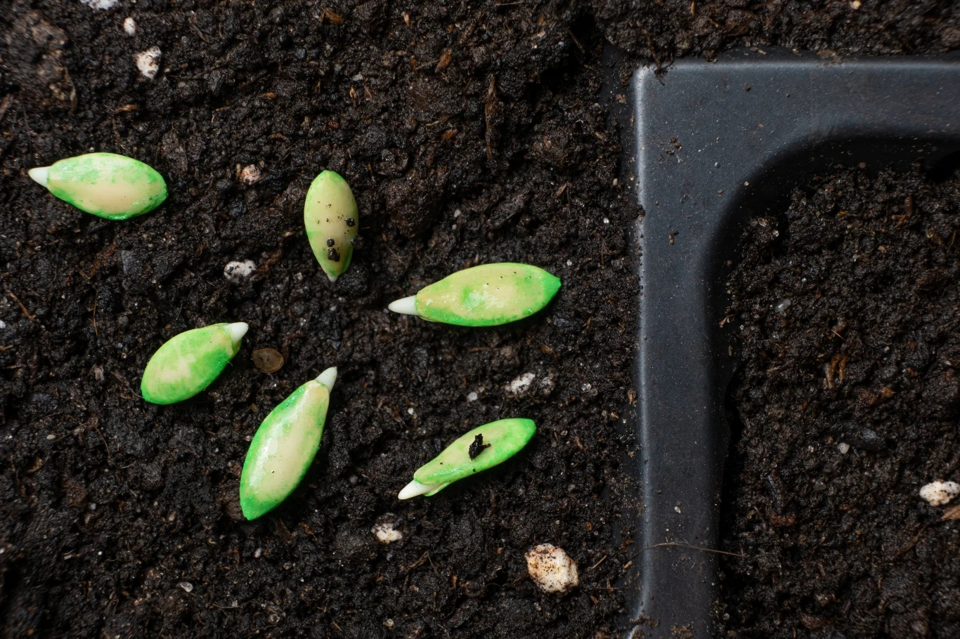 Ogórki muszą mieć odpowiednią przestrzeń do rozwoju, dlatego sadząc je, zachowaj odpowiedni odstęp