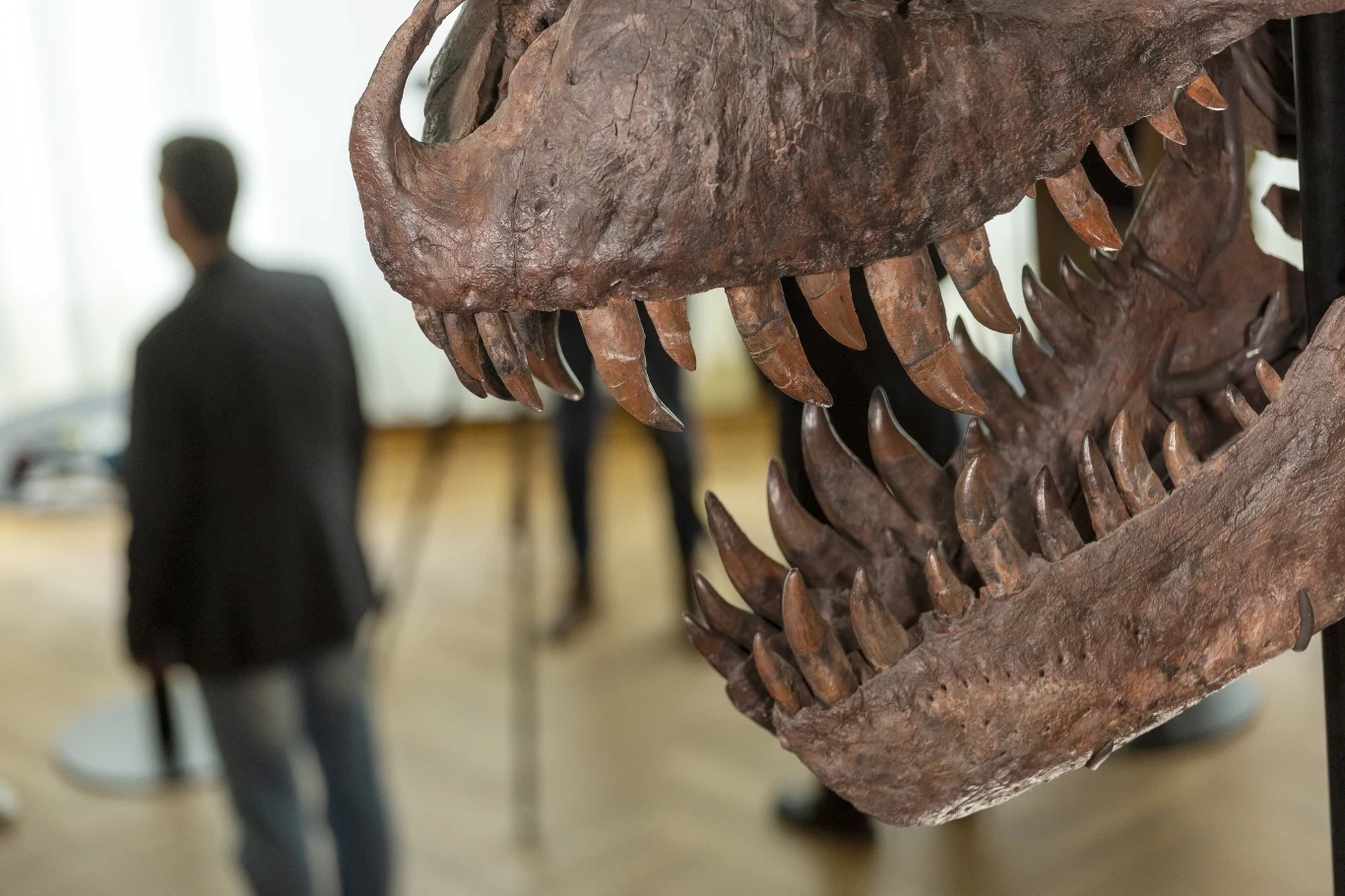 Imponujący szkielet tyranozaura w Zurichu. Zęby tych drapieżników miały kształt noży Imponujący szkielet tyranozaura w Zurichu. Zęby tych drapieżników miały kształt noży