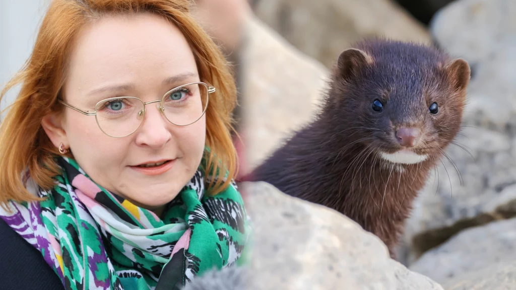 Posłanka Małgorzata Tracz (Zieloni) potwierdziła, że pracuje nad projektem zakazu hodowli zwierząt na futra w Polsce. W pracach uczestniczą m.in. aktywiści z organizacji prozwierzęcych