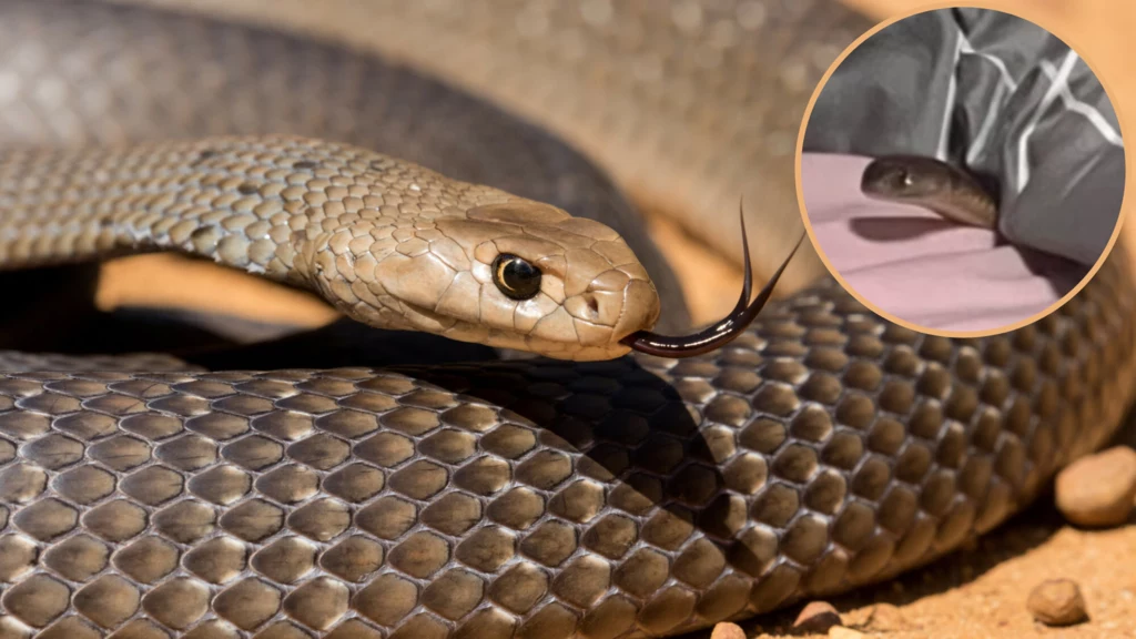 Nibykobra siatkowana to jeden z najgroźniejszych węży Australii