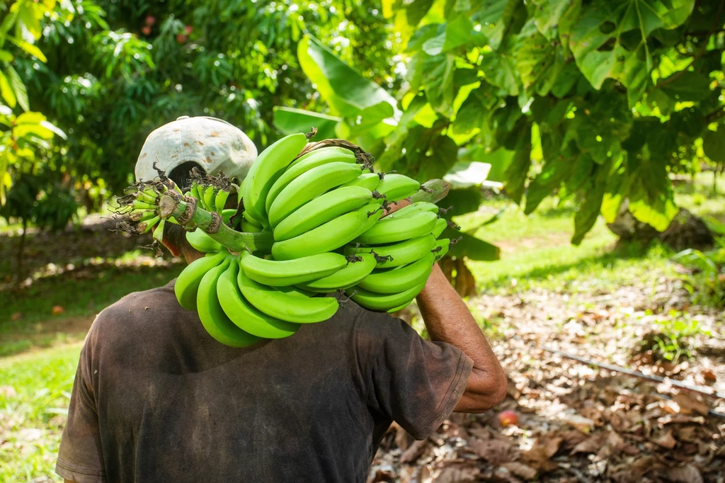W wielu krajach uprawa i sprzedaż bananów jest podstawą gospodarki