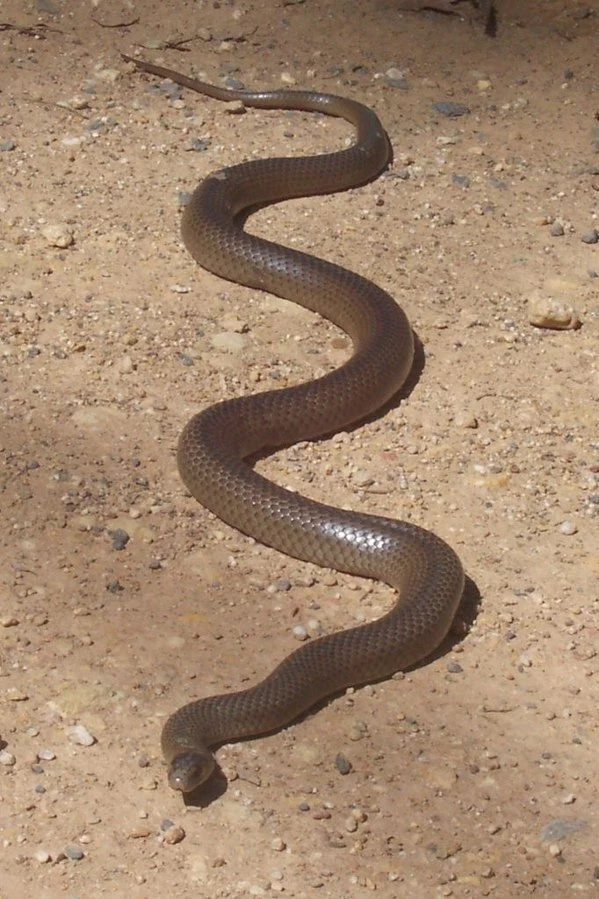 Nibykobra siatkowana to wąż duży, ale i tak potrafi się wślizgnąć do domu