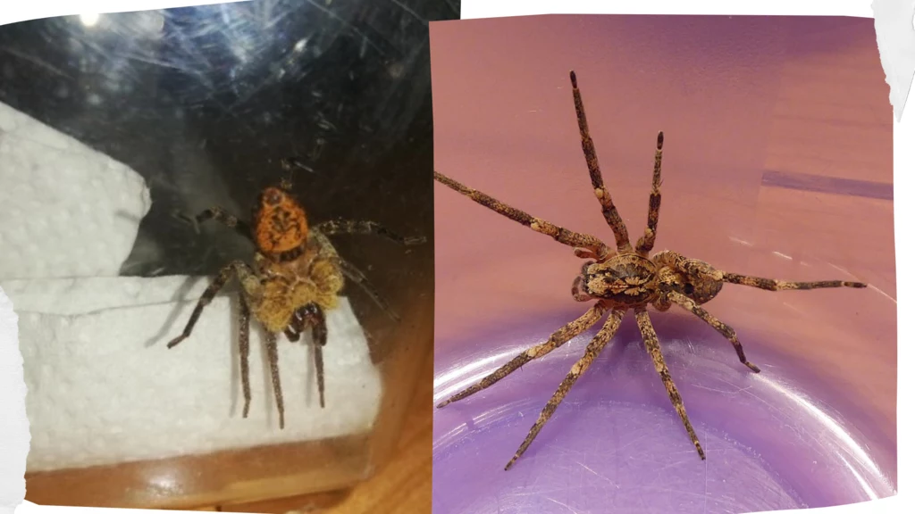 Zoropsis spinimana znany jako pająk Nosferatu
