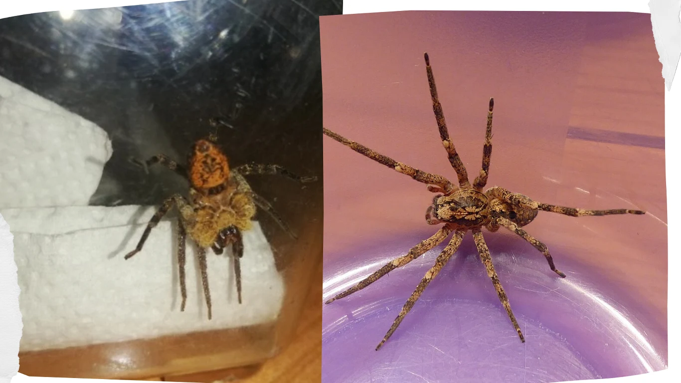 Zoropsis spinimana znany jako pająk Nosferatu Zoropsis spinimana znany jako pająk Nosferatu