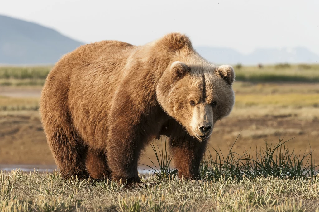 Niedźwiedź grizli z Alaski to jeden z symboli Ameryki