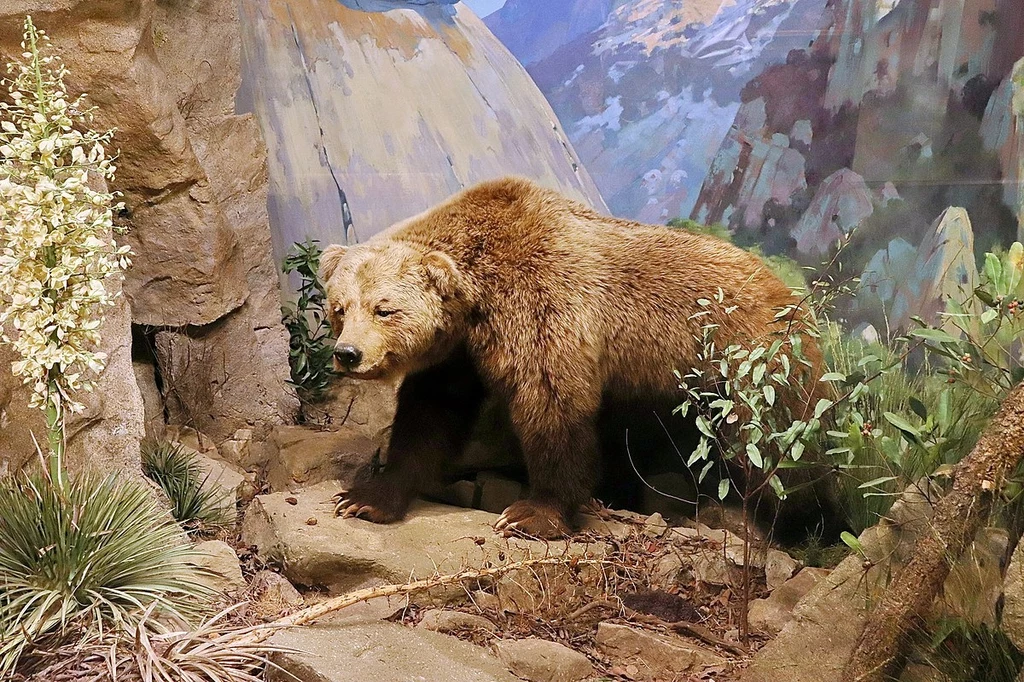 Rekonstrukcja grizli kalifornijskiego w muzeum w Santa Barbara