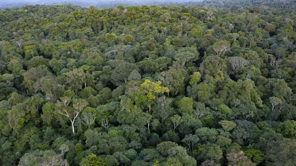 Występowanie erozji potęguje ponadto wycinka lasów