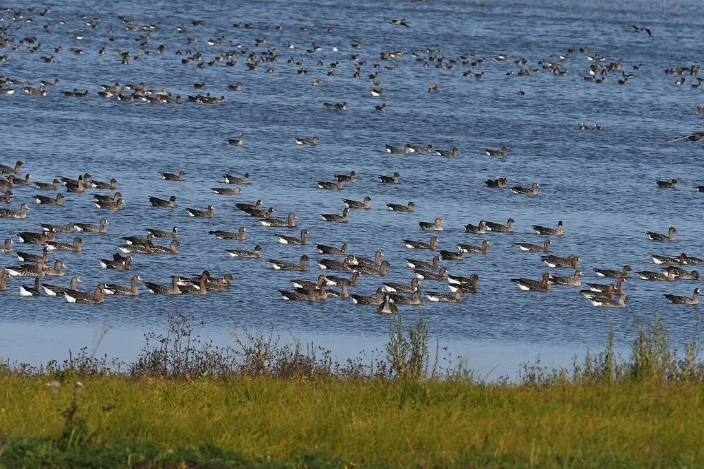 Stado gęsi tundrowych. Te ptaki zimują teraz w Polsce