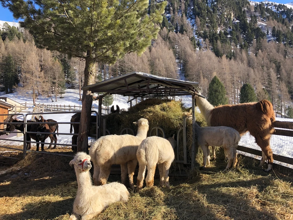 Alpakom z Livigno można pozazdrościć