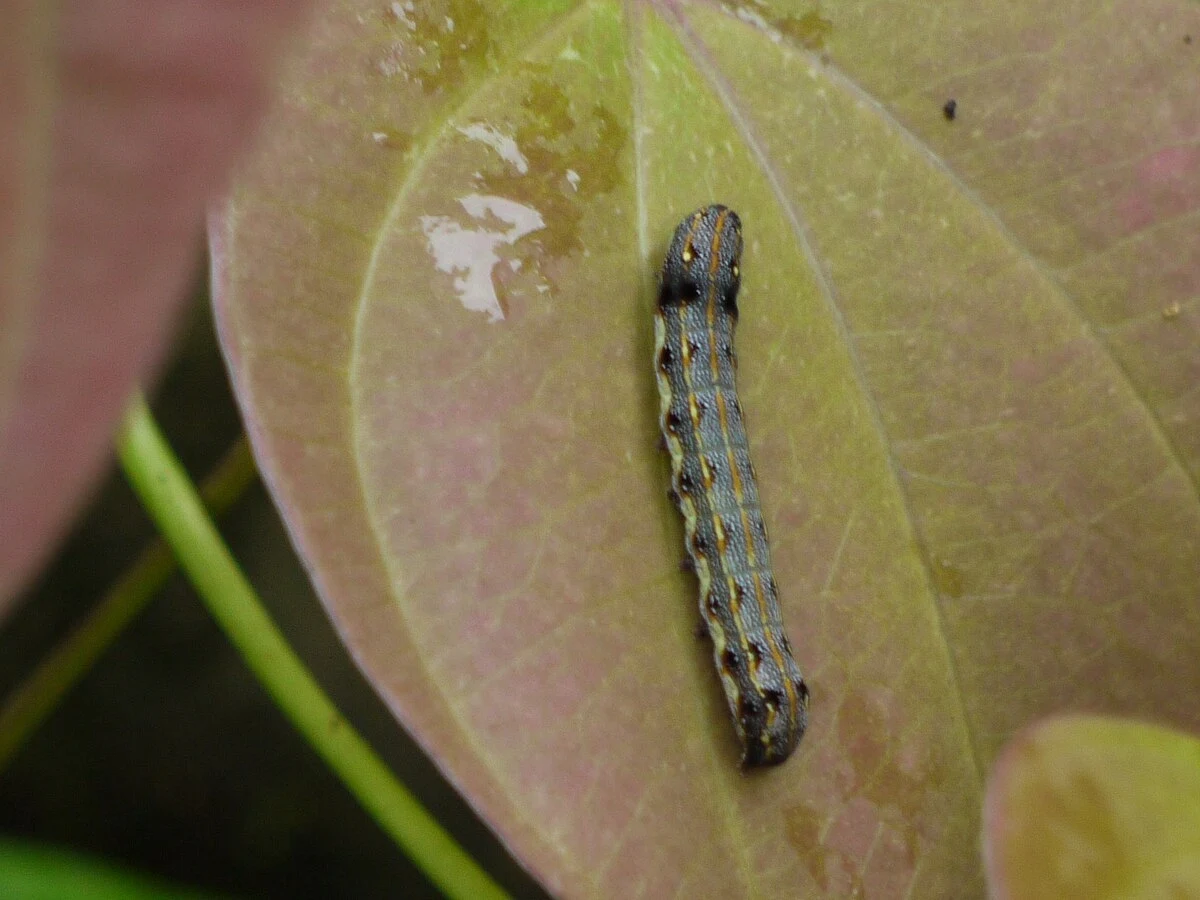 Gąsienice  Spodoptera litura wykorzystano do badania nad komunikacją roślin